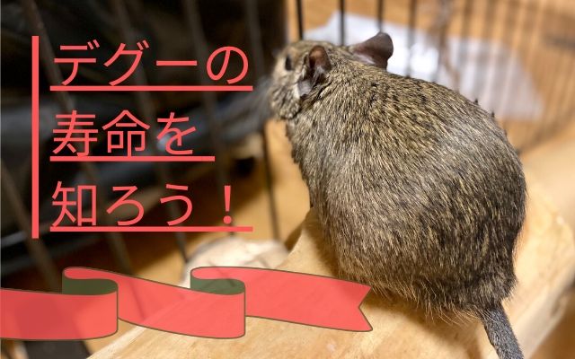 デグーの飼い方ガイド 初心者の方へ値段やケージ 注意点など紹介 トントンニュース