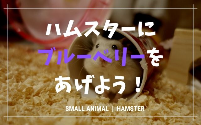 ハムスターにブルーベリーあげる時の注意点 種や皮も食べていいのか トントンニュース