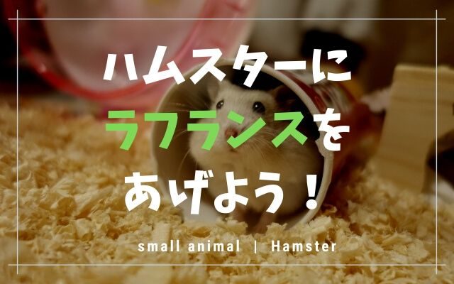 ハムスターへのさつまいもの与え方！量やゆでる？など注意点まとめ ｜ トントンニュース