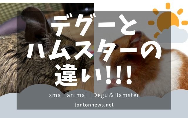 デグーとハムスターの違い 飼いやすいのはどっち トントンニュース