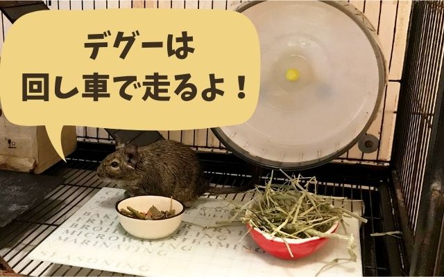 デグー の記事一覧 トントンニュース