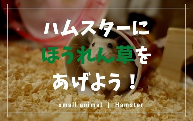 ハムスターにほうれん草をあげてもok 注意点もあるのでまとめます トントンニュース