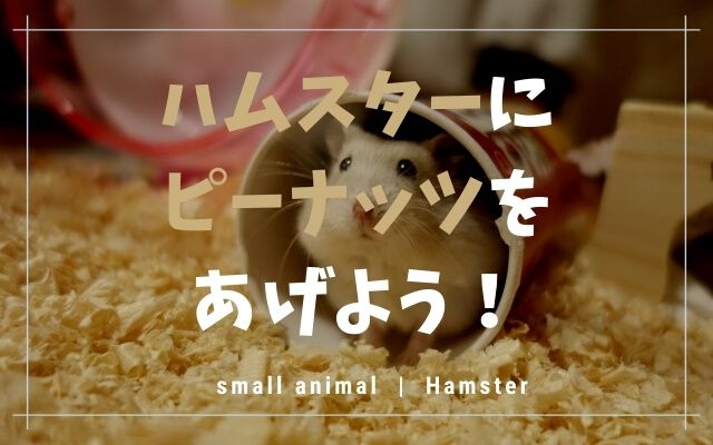 ハムスターの野菜おすすめ6選 Ok21種とng13種も紹介 トントンニュース