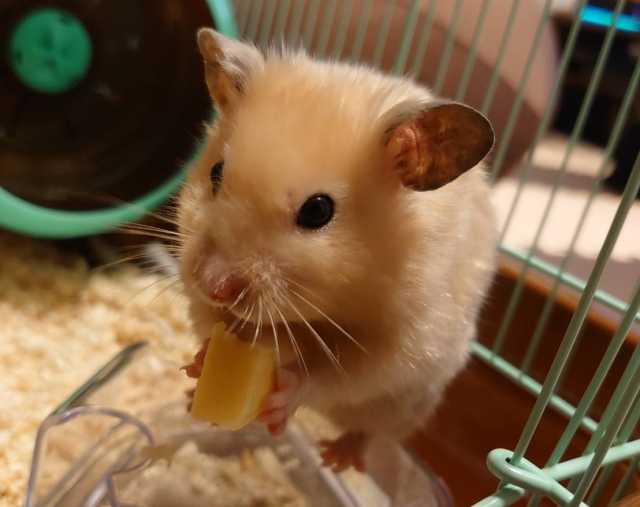 チーズを食べているハムスターの画像です